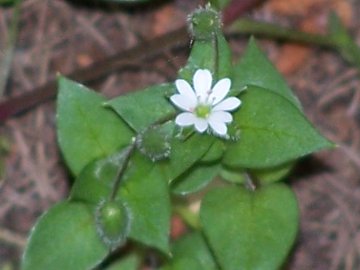 Stellaria media: una  pelosa e l''altra glabra